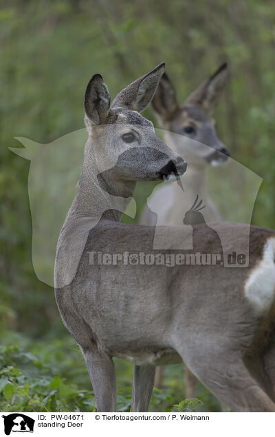 stehende Rehe / standing Deer / PW-04671