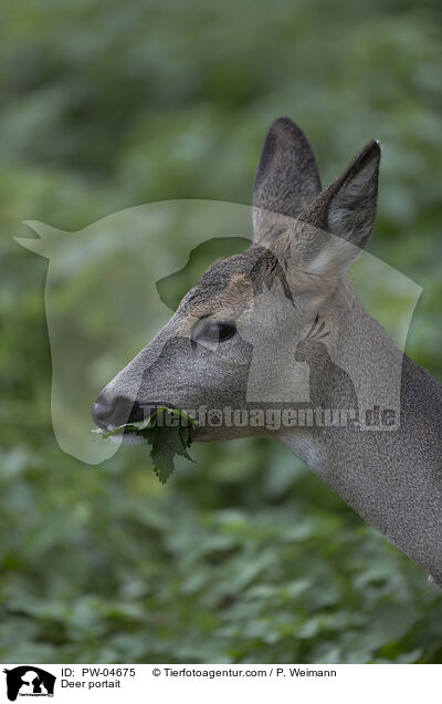 Reh Portait / Deer portait / PW-04675