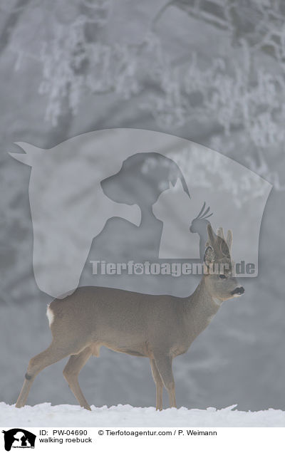 laufender Rehbock / walking roebuck / PW-04690