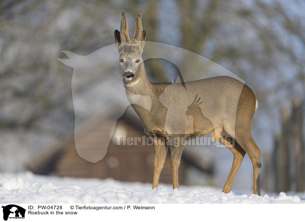 Rehbock im Schnee / Roebuck in the snow / PW-04728