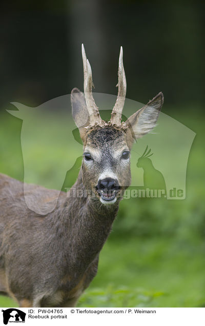 Rehbock Portrait / Roebuck portrait / PW-04765