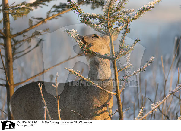 Reh Portait / Deer portait / PW-04836