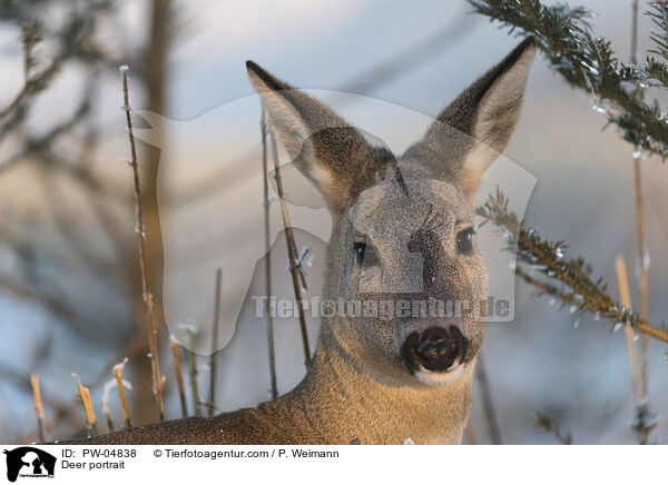 Reh Portrait / Deer portrait / PW-04838