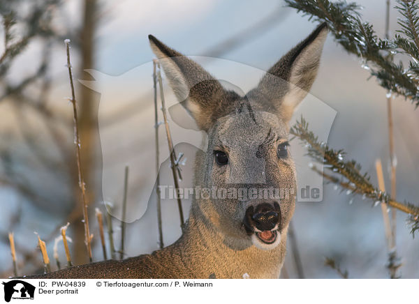 Reh Portrait / Deer portrait / PW-04839