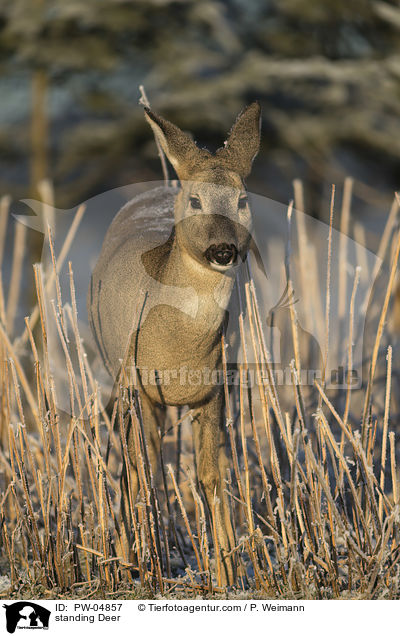 stehendes Reh / standing Deer / PW-04857