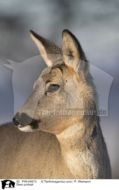 Reh Portrait / Deer portrait / PW-04873