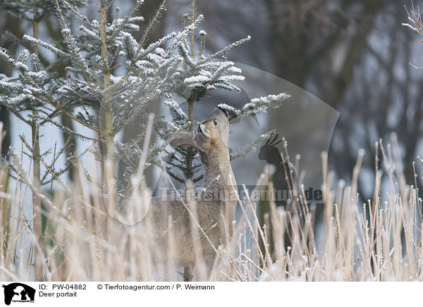 Reh Portait / Deer portait / PW-04882