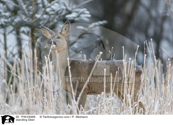 stehendes Reh / standing Deer / PW-04886