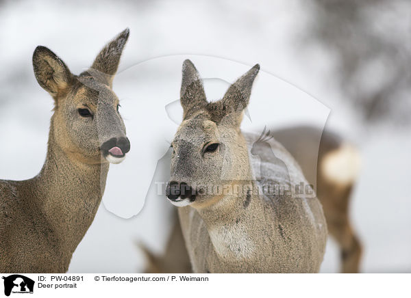 Rehe Portrait / Deer portrait / PW-04891