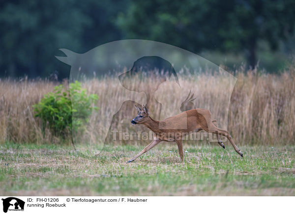 rennender Rehbock / running Roebuck / FH-01206