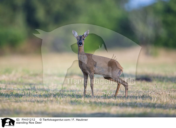 stehendes Reh / standing Roe Deer / FH-01212