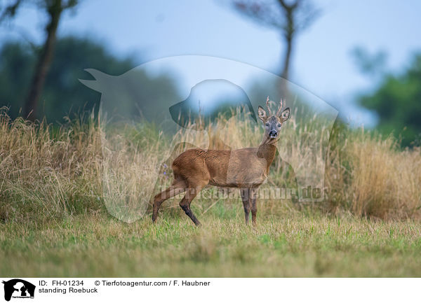 stehender Rehbock / standing Roebuck / FH-01234