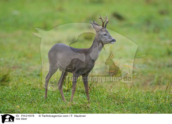 Reh / roe deer / FH-01676