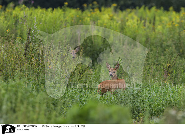 Rehe / roe deer / SO-02837