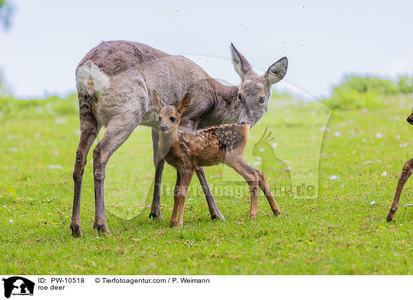 Reh / roe deer / PW-10518