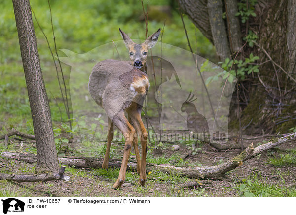 Reh / roe deer / PW-10657