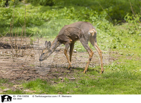 Reh / roe deer / PW-10658