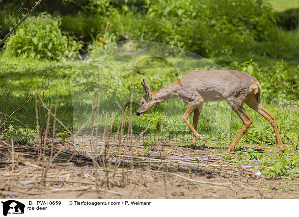 Reh / roe deer / PW-10659