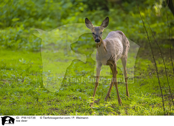 Reh / roe deer / PW-10736