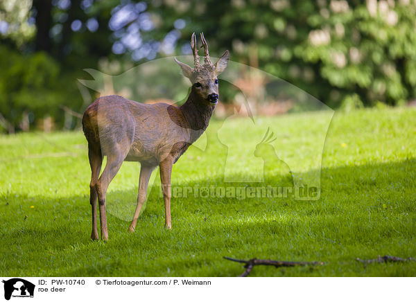 Reh / roe deer / PW-10740