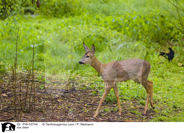 Reh / roe deer / PW-10744