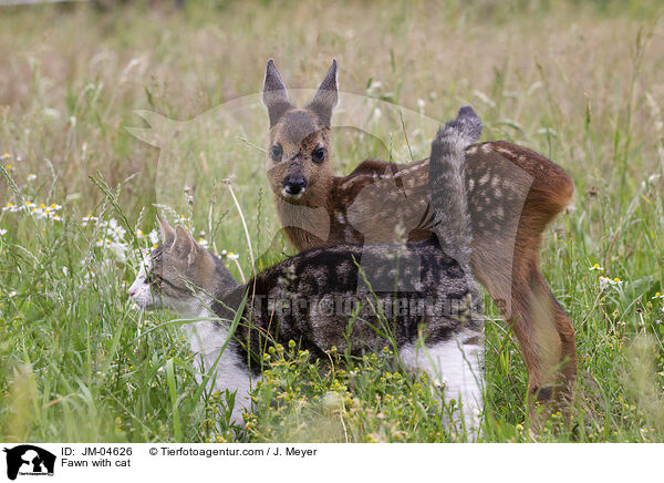 Rehkitz mit Katze / Fawn with cat / JM-04626