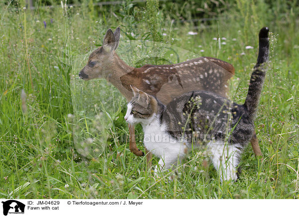 Fawn with cat / JM-04629