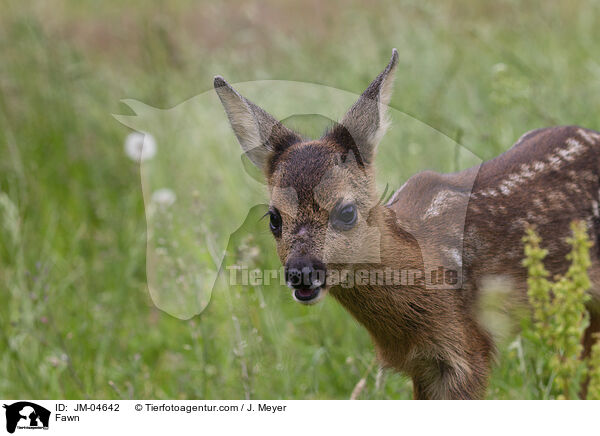 Rehkitz / Fawn / JM-04642