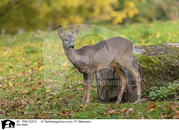 Reh / roe deer / PW-12274