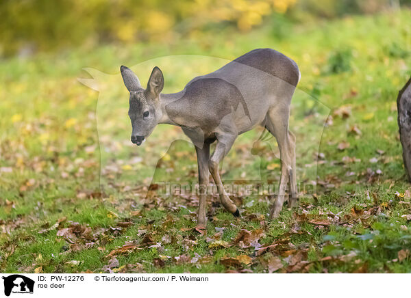 Reh / roe deer / PW-12276