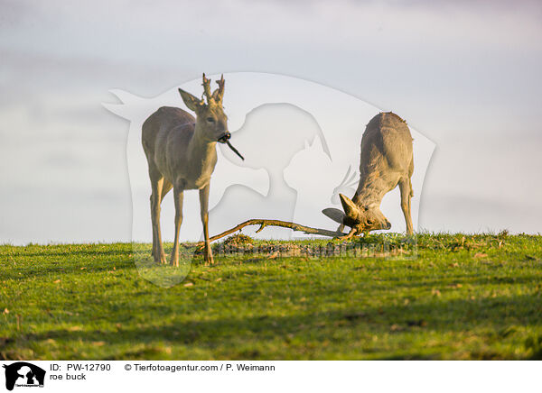 Rehbock / roe buck / PW-12790