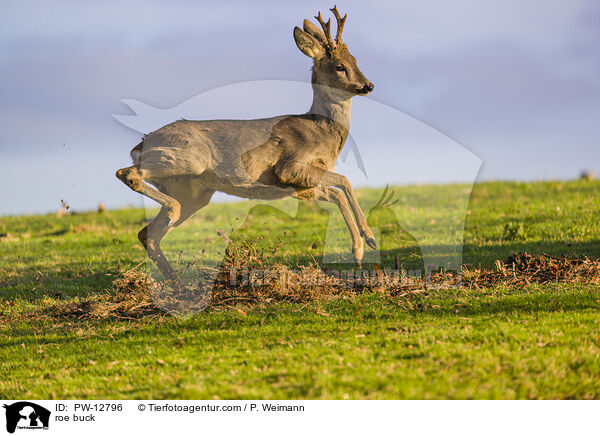 Rehbock / roe buck / PW-12796