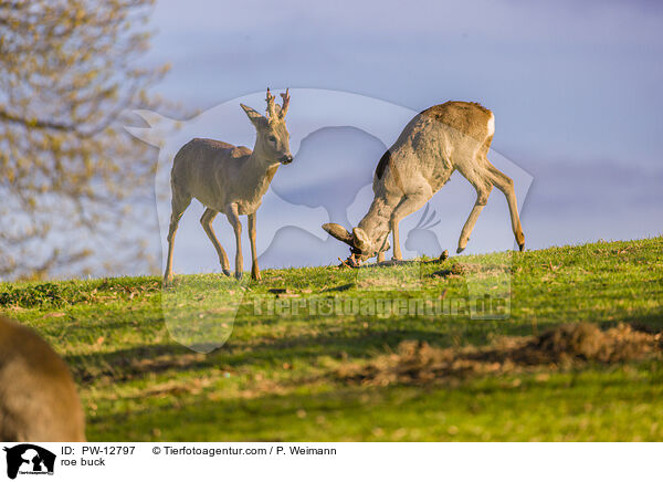 Rehbock / roe buck / PW-12797