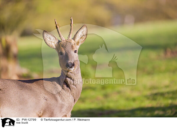 Rehbock / roe buck / PW-12799