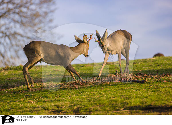 Rehbock / roe buck / PW-12850