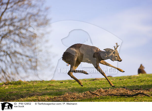 Rehbock / roe buck / PW-12852