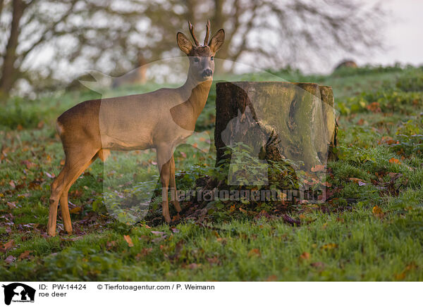 Reh / roe deer / PW-14424