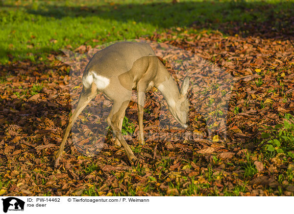 Reh / roe deer / PW-14462