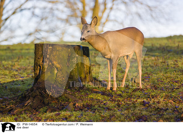 Reh / roe deer / PW-14654