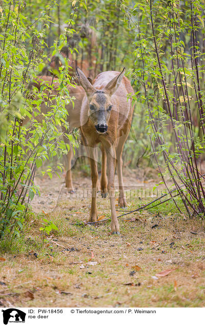 Reh / roe deer / PW-18456