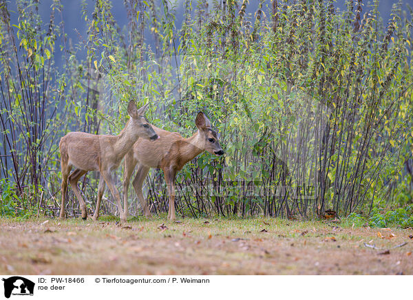 Reh / roe deer / PW-18466