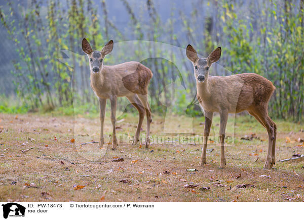 Reh / roe deer / PW-18473