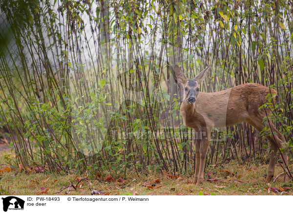 Reh / roe deer / PW-18493