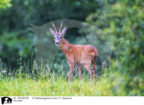 Reh / roe deer / FH-02370