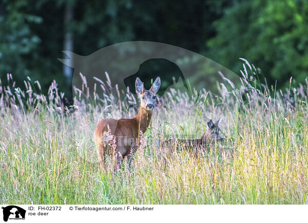 Rehe / roe deer / FH-02372