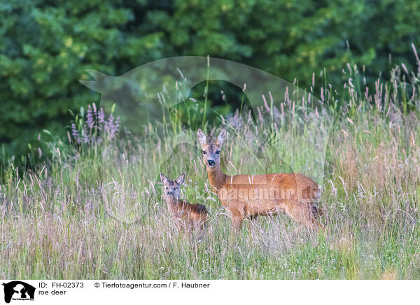 Rehe / roe deer / FH-02373