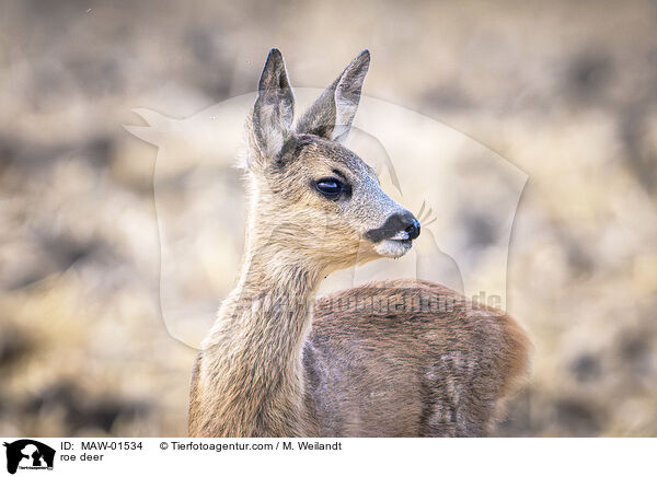 Reh / roe deer / MAW-01534