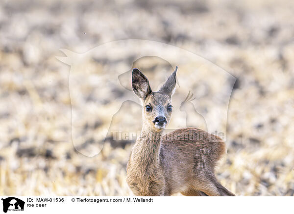 Reh / roe deer / MAW-01536