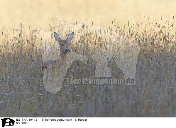 Reh / roe deer / THA-10442