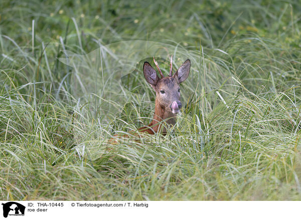 Reh / roe deer / THA-10445